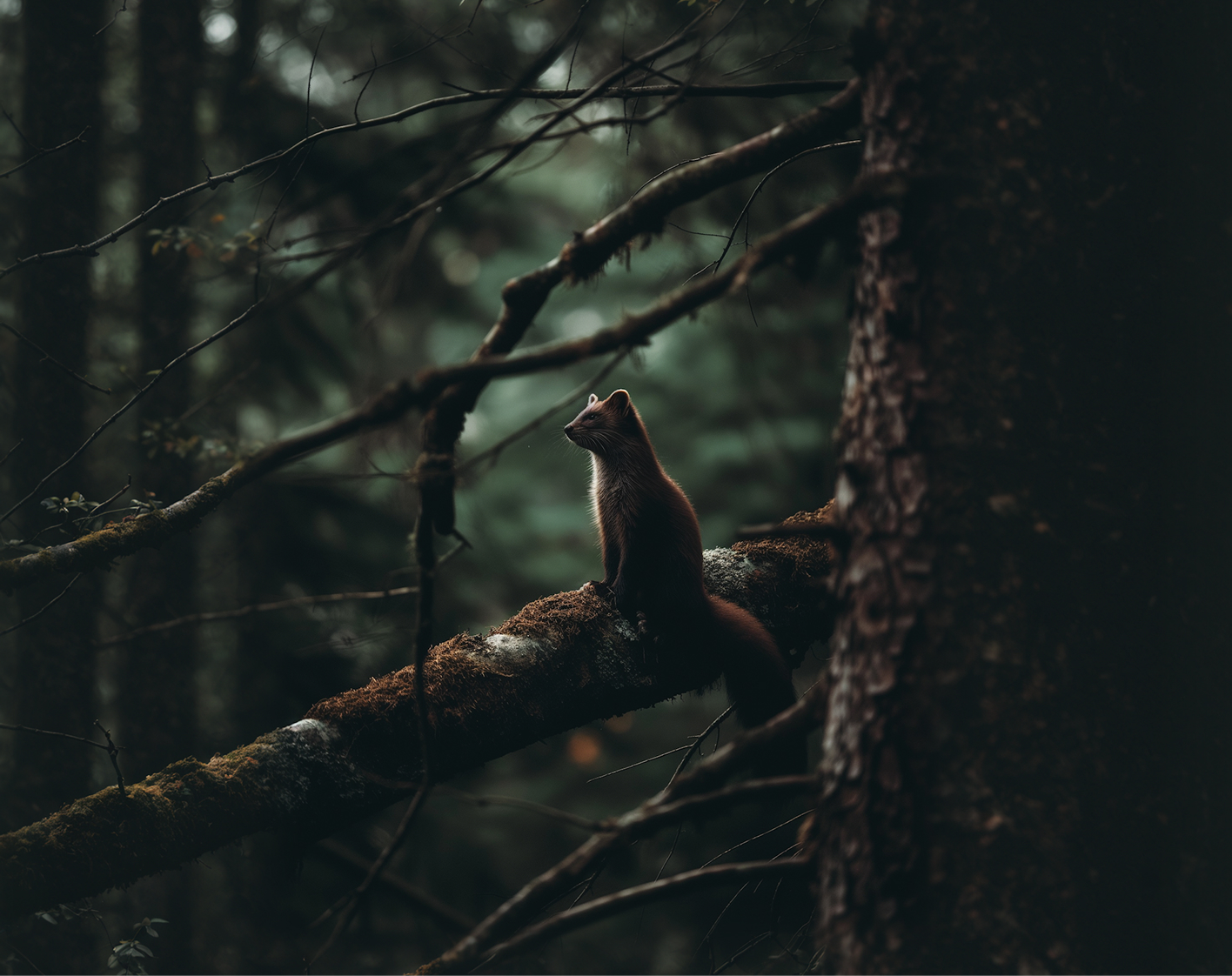 A marten perched on a moss-covered branch in a dense forest