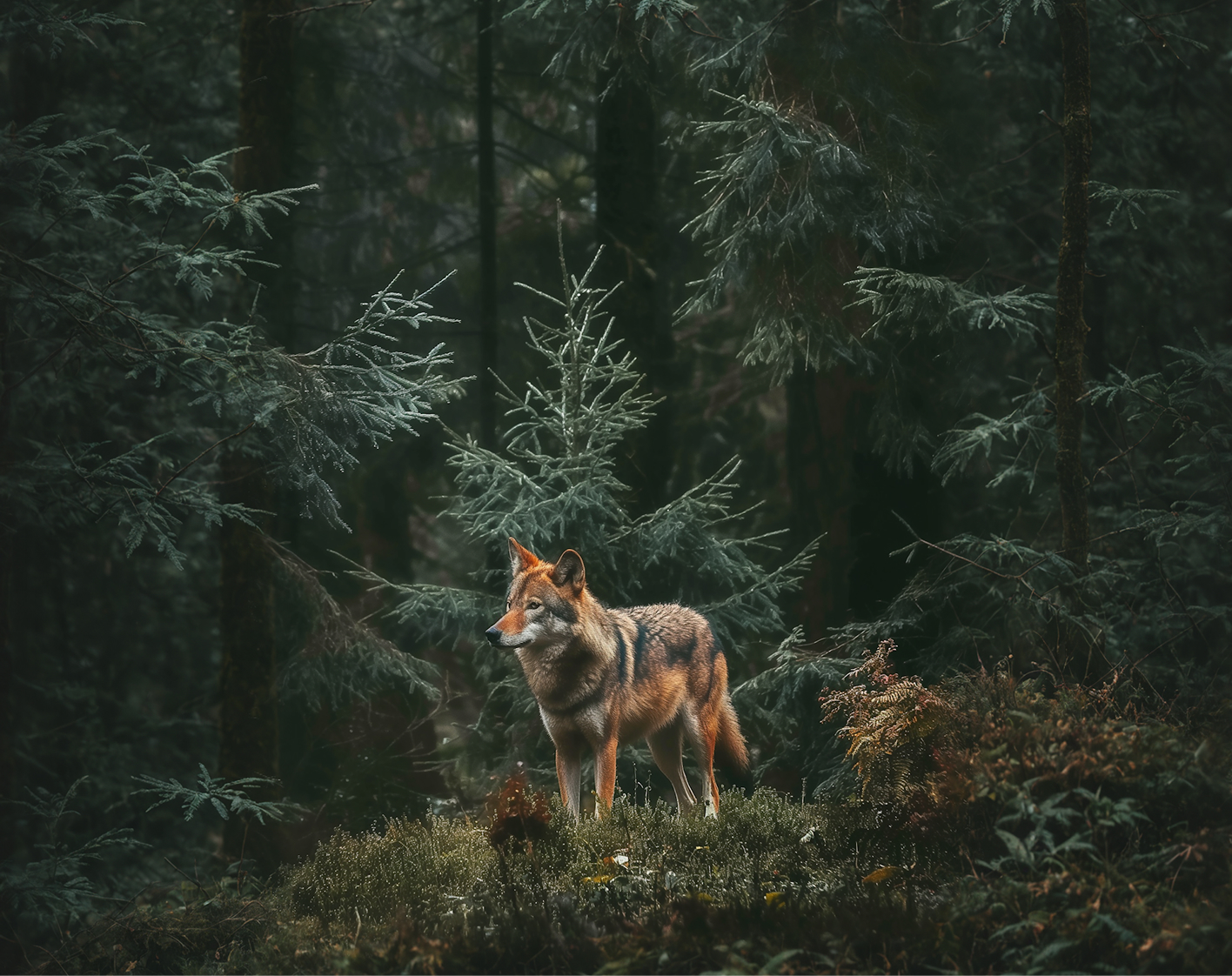 A wolf standing on a mossy mound in a dark evergreen forest