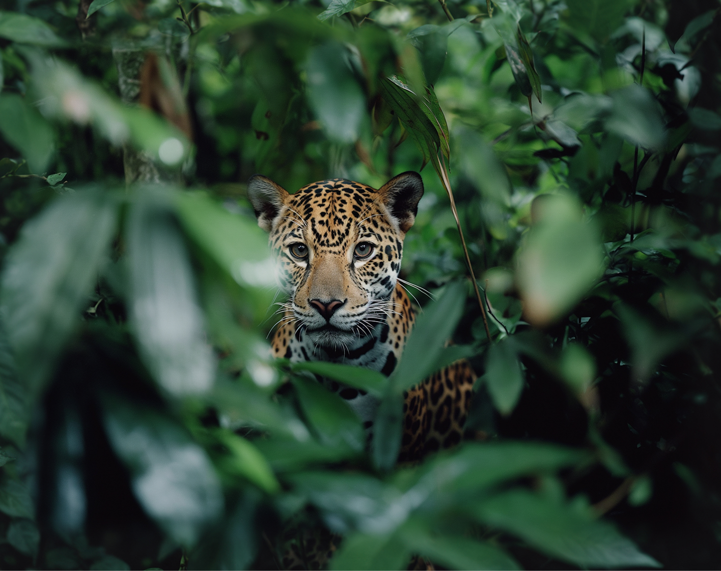 A jaguar peering through dense tropical foliage